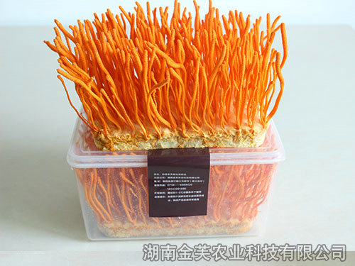 鮮活蛹蟲(chóng)草