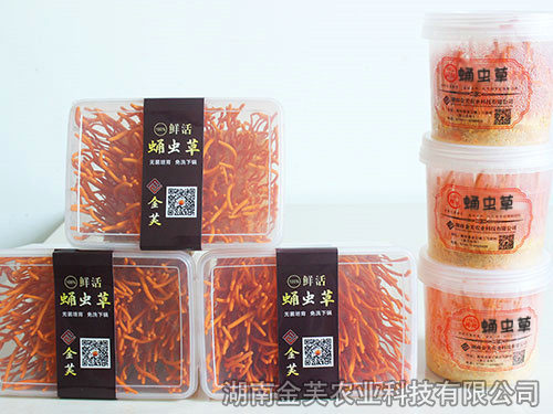 鮮活蛹蟲(chóng)草