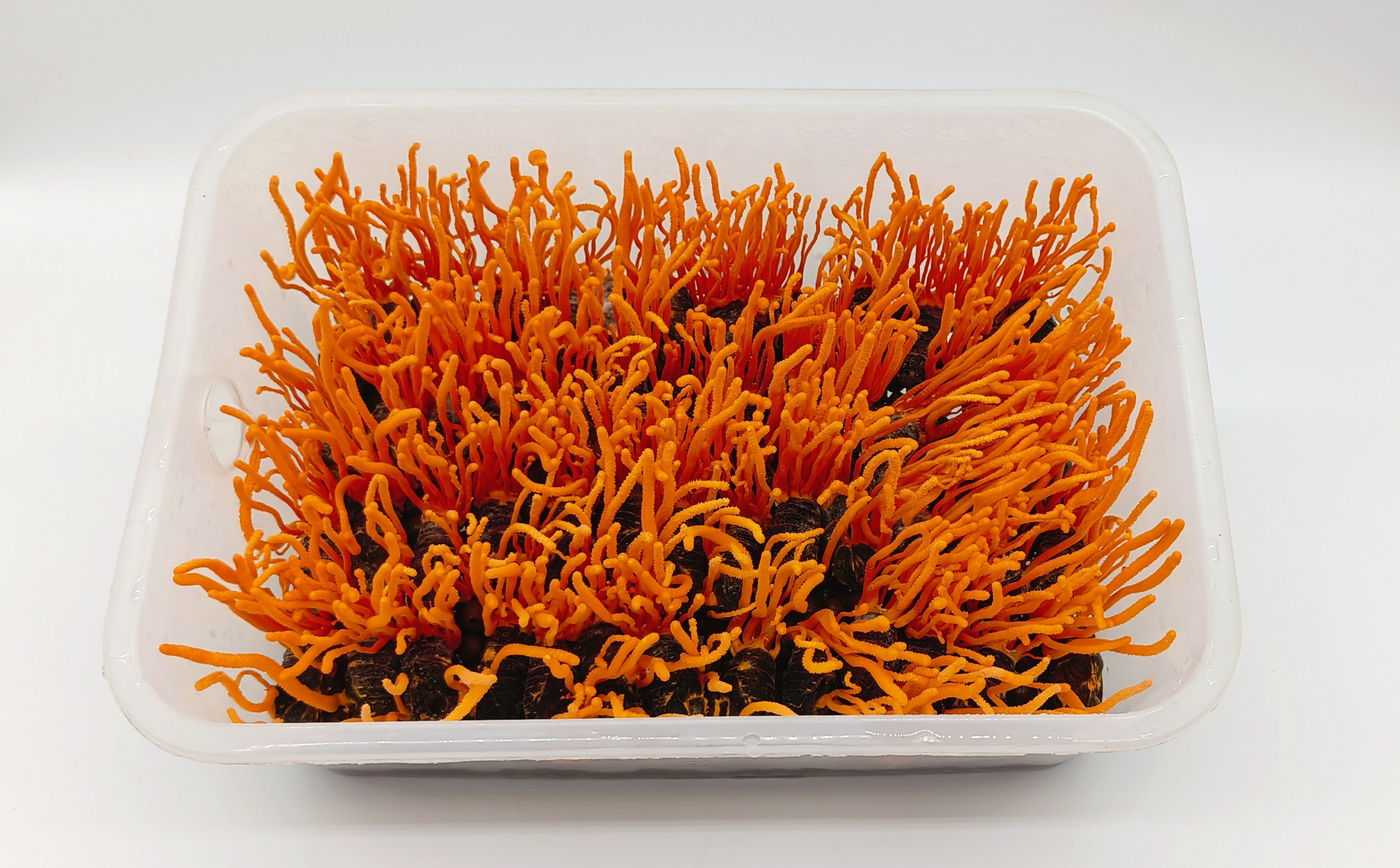 新鮮蛹蟲(chóng)草