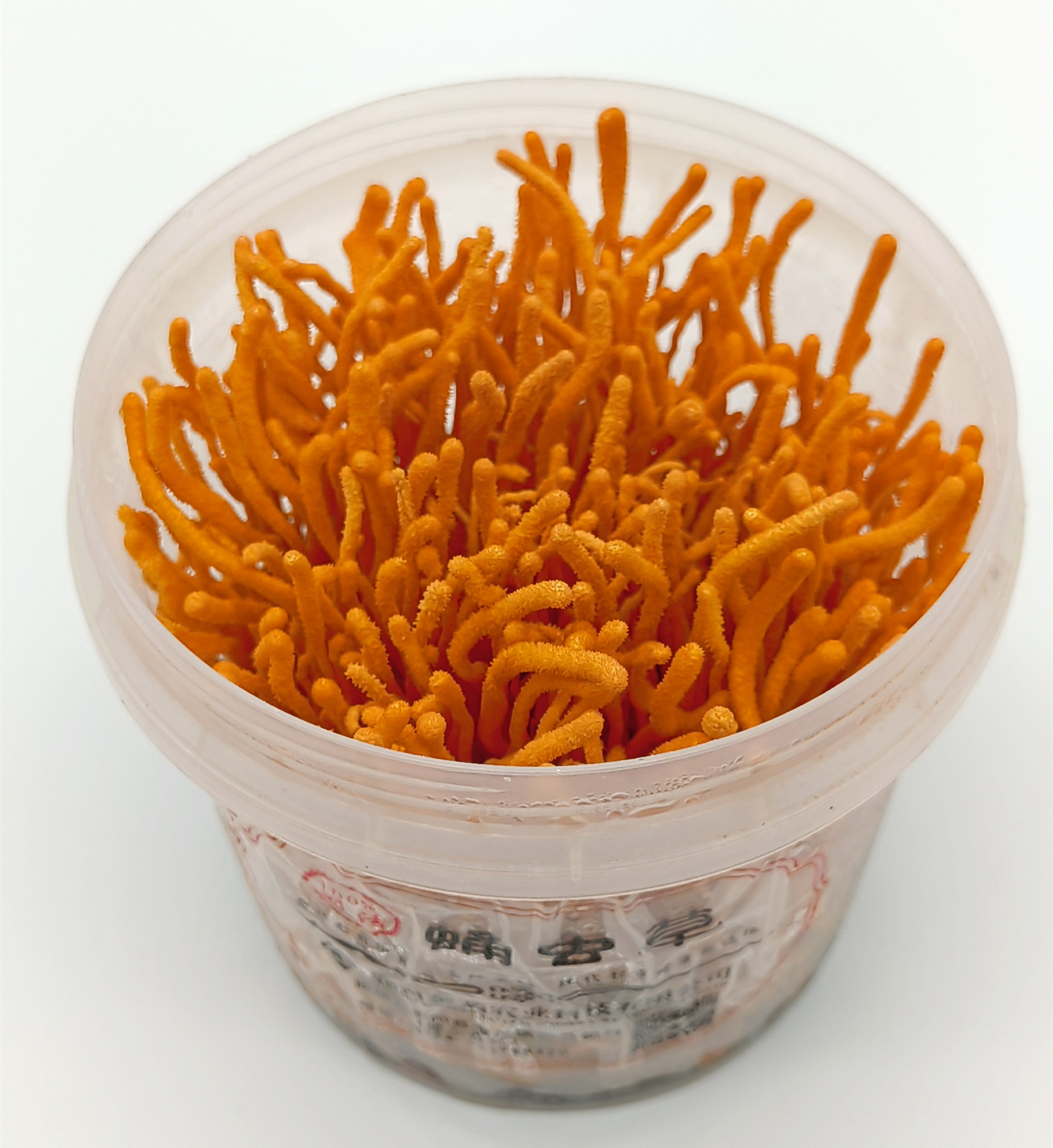 鮮活蛹蟲(chóng)草