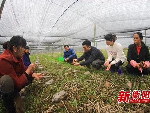湖南金芙農(nóng)業(yè)科技有限公司,湖南農(nóng)業(yè)科技發(fā)展,蛹蟲(chóng)草,藥用菌 湖南金芙農(nóng)業(yè)科技有限公司,湖南農(nóng)業(yè)科技發(fā)展,蛹蟲(chóng)草,藥用菌