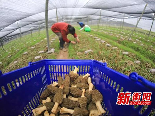 湖南金芙農(nóng)業(yè)科技有限公司,湖南農(nóng)業(yè)科技發(fā)展,蛹蟲(chóng)草,藥用菌 湖南金芙農(nóng)業(yè)科技有限公司,湖南農(nóng)業(yè)科技發(fā)展,蛹蟲(chóng)草,藥用菌