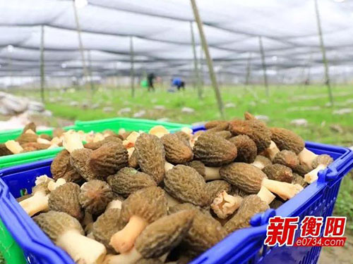 湖南金芙農(nóng)業(yè)科技有限公司,湖南農(nóng)業(yè)科技發(fā)展,蛹蟲(chóng)草,藥用菌 湖南金芙農(nóng)業(yè)科技有限公司,湖南農(nóng)業(yè)科技發(fā)展,蛹蟲(chóng)草,藥用菌